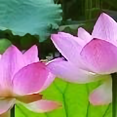 亮亮生活头像