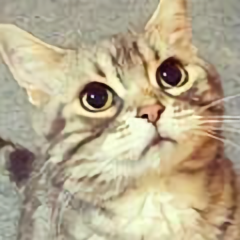 猫行天下乐悠悠头像
