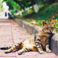 小老虎影剧场头像