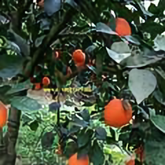 三哥橙香头像