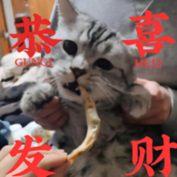 波波猪bobopig头像