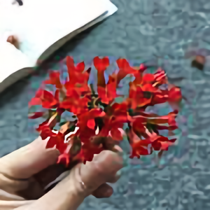 自由小z头像