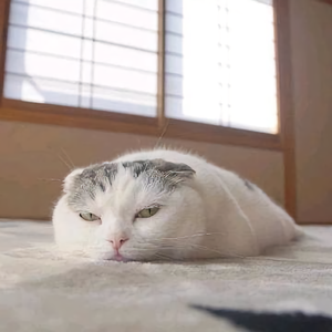 懒猫数码头像