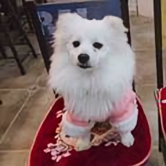 牛奶是个小胖堆头像