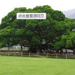 池塘边的榕树下头像