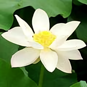 西方莲花开头像