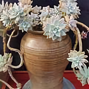 玫瑰老桩需不需要剪枝 西瓜视频