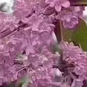 用户山东省青岛桂花基头像