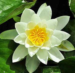 大唐金芙蓉头像