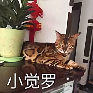 京都豹猫国际猫舍头像