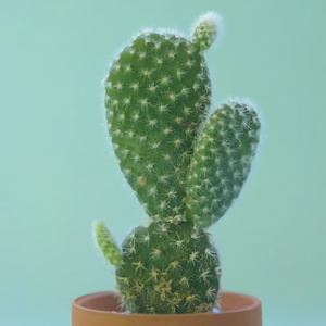 一家人一生健康平安头像