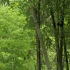 北方阳光头像