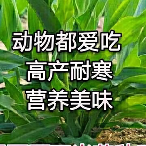 进口牧草种子头像