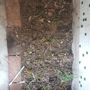 自种葱和韭菜头像