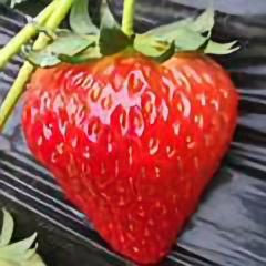 威哥草莓头像