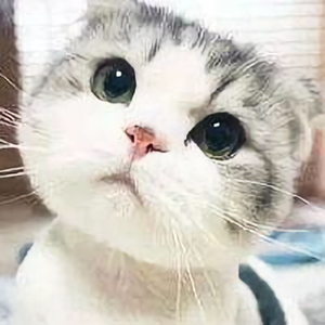 那有什么头像