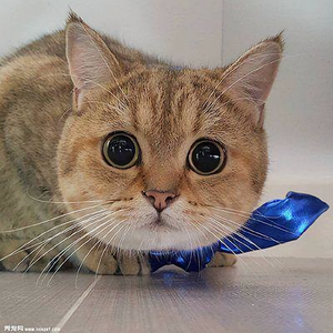 小猫玩机头像