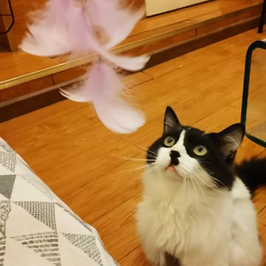 奥奥子LLL头像