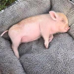 StoryOfPiggyY头像