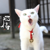 猫侍c头像