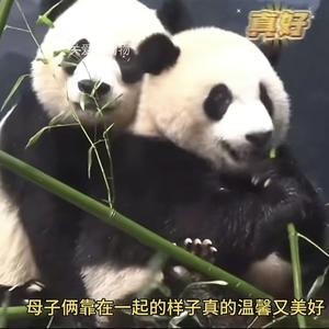高级鲸鱼f头像