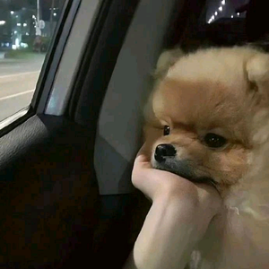 我要两颖西柚头像