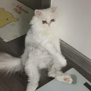漂亮周周头像