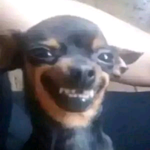 壁虎头像