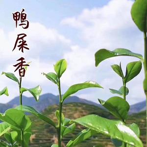 单丛茶先生头像