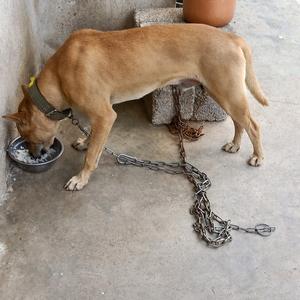 记录乡村田园犬头像