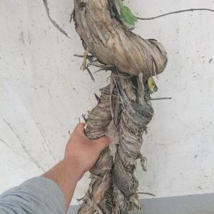 王胖胖头像