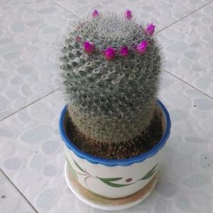 多才菠萝头像