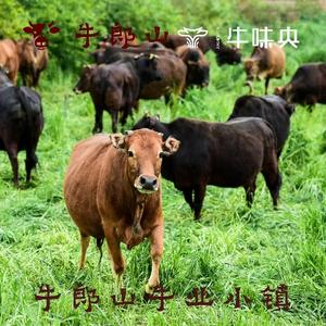 牛郎山牛肉产品体验中心头像