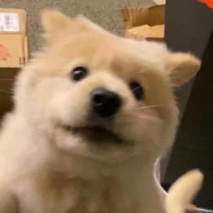 土狗的鞋垫头像