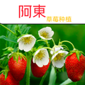 阿東草莓种植头像
