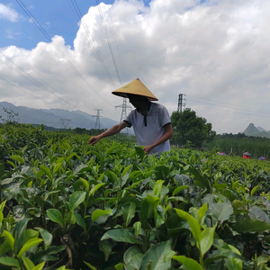 德茗轩茶行头像