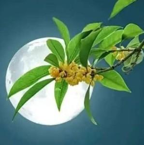 山西晋中的春节风俗有以下独特之处： 1. 面食文化：晋中春节期间，面食的制作尤为讲究，种类繁多，造型精美。如枣山、花馍等，不仅是美食，更是精美 ...