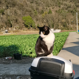 彼岸！头像