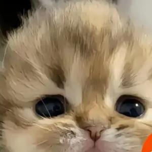 姐姐们的朋友 头像