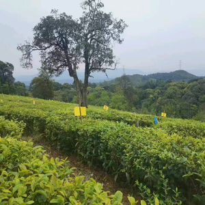 爱乓乓的码字工匠头像