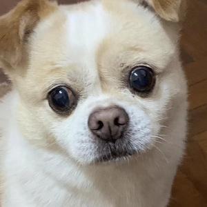 小牛牛小星星头像