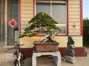 沭阳棟植景园艺场头像