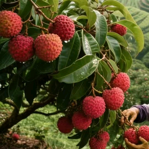 广东小荔头像