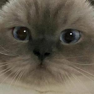 是啸啸不是笑笑头像