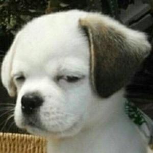zQ静头像