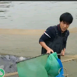 山鸡（科普猎狗）头像
