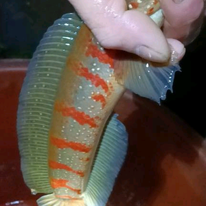 波波水族馆头像