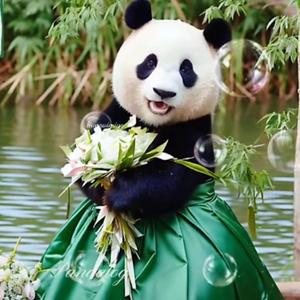 Panda福宝日记头像