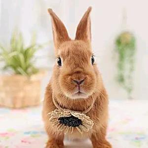 流氓兔的兔1头像