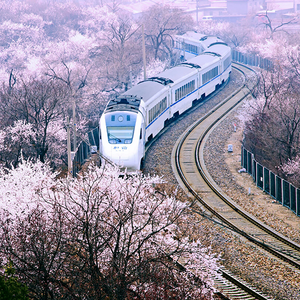 健康芒果5Z头像